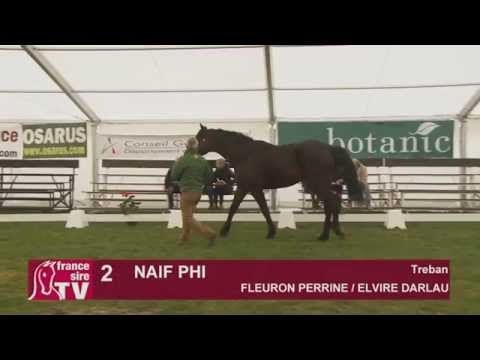 Naif Phi - Etalon Show du Centre Est 2015