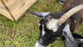 How we helped our goat with a broken horn