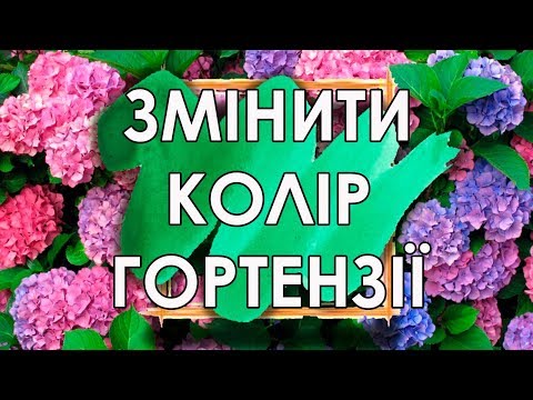 Голубая гортензия: почему она меняет оттенок