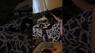 Video preview image #1 Plott Hound-Unknown Mix Puppy For Sale in Germantown, OH, USA