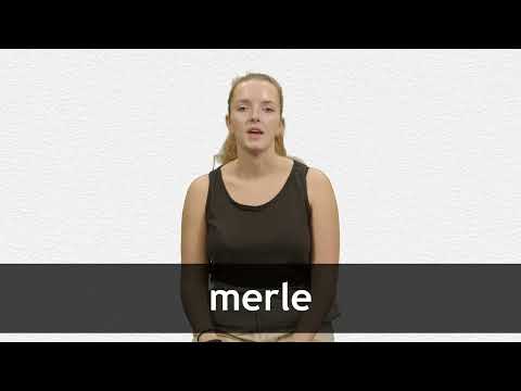 How to pronounce MERLE in French