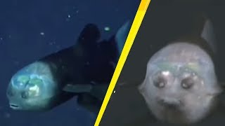 5 Strangest Things Caught At The Bottom Of The Mariana Trench!#2