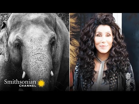 Cher's Elephant Airlift (wt) 🐘 The Journey to Save Kaavan Premieres 2021 | Smithsonian Channel