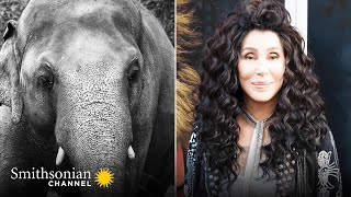 Cher's Elephant Airlift 🐘 The Journey to Save Kaavan Premieres 2021 | Smithsonian Channel
