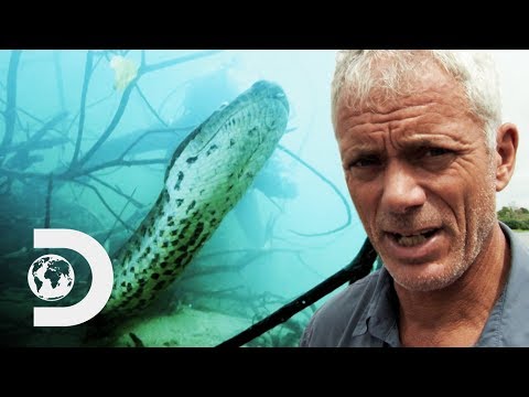 ジェレミーは彼を丸ごと飲み込むことができる巨大なアナコンダに遭遇！？| リバーモンスターズ (Jeremy Encounters A Giant Anaconda Capable Of Swallowing Him Whole! | River Monsters)