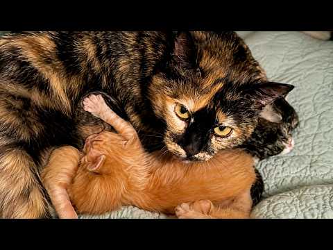 Protective Mama Cat Scared Of Humans Falls In Love