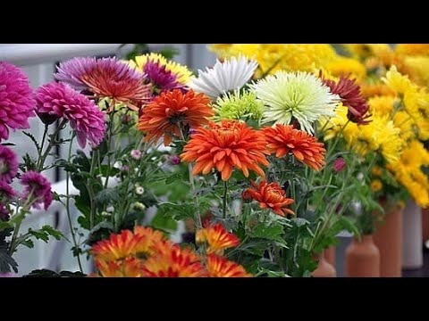 Ēriks Gruzniņš Mārtiņrozes