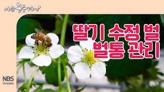 초보 딸기 농부 문성 씨의 딸기 수정 벌 벌통 관리