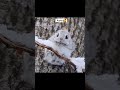 I Bet You Have Never Seen That Much Cute Baby FlyingSquirrel Tinysugarglider Youtubeshorts Shorts