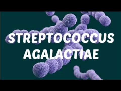 STREPTOCOCCUS AGALACTIAE/GBS-MICROBIOLOGY LECTURE for medical students