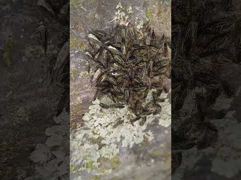 misterios que nos rodean, avistamiento de naturaleza Salento Quindío Colombia.