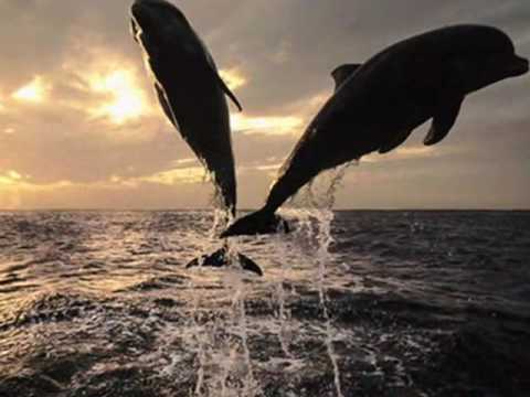 KLAPA ŠIBENIK - SVE TI SRITNO BILO