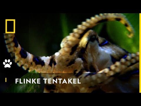 Keine Frage der Größe | Australiens tödlichste Jäger