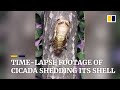 Time-lapse footage of cicada shedding its shell