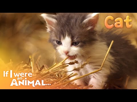 If I were an Animal - THE CAT | Full Episode 30 | Wild Animal World