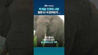 태국서 농장 일꾼 두개골 으깨져 사망... 범인은 '발정 난 수코끼리' #JTBC #Shorts