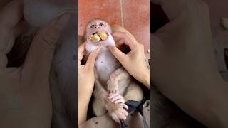 Mom is trying to remove the poisonous seed before Mochi the monkey swallows it 🫘🫘