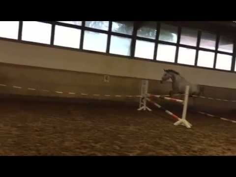 4-jährige Stute v. Verdi x Grand Coeur (Grandeur) x Rivellino xx