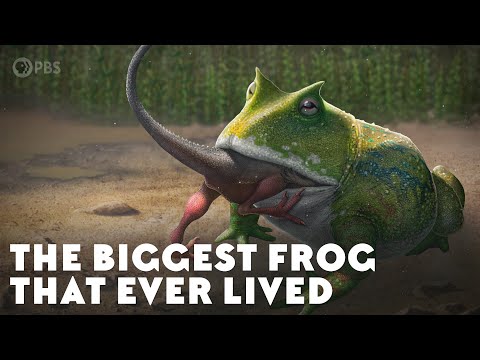 This Gigantic, Extinct Devil Frog May Have Eaten Dinosaurs