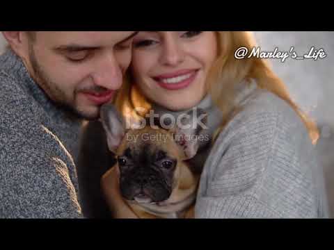 The Ultimate Guide to French Bulldogs: Everything You Need to Know!