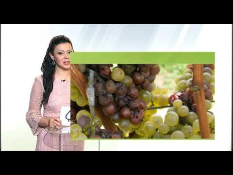 Zelena prognoza, 9.3.2017. - O azijskoj voćnoj mušici