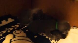 Kittens 08-02-13 pm - Becoming more mobile...and looking out.