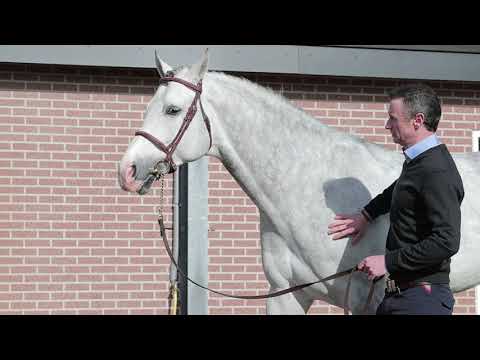 Cornets Iberio (Cornet Obolensky x Iberio)