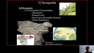 5-  Synapsida