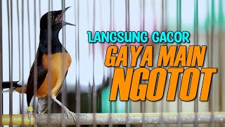 MURAI EMOSI !! PANCINGAN GAMPANG RESPON GAMPANG CEPET OMOSI