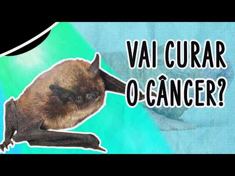 PESQUISA COM MORCEGOS MUDA A FORMA QUE PESQUISADORES OLHAM PARA O COMBATE AO CÂNCER | ABDUÇÃO