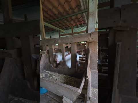 Parte1. Rancho Y Lecheria Don Roberto Cano, San Antonio Huista.