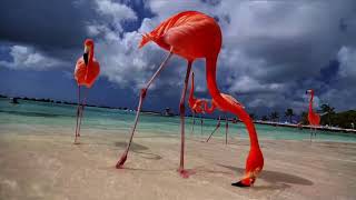 Tony Bennett - In The Middle Of An Island,  Music Video, Dolby