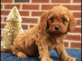 Cavapoo dogs for sale: Bentley  - Video 1