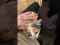 Kitten Goes From Hissy To Purring In Seconds Tnr Feralcats Kitten