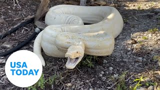 Big albino boa constrictor mistaken for a python in Florida backyard | USA TODAY