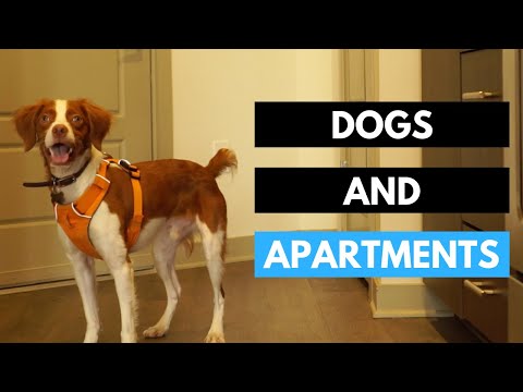 YouTube video about: Can you dog sit in an apartment?