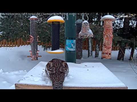 Ruffed Grouse Excavates Breakfast at #OntarioFeeders | Cornell Lab