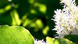 10 Hours of Relaxing Music - Sleep Music, Piano Music for Stress Relief, Sleeping Music (Kayla)