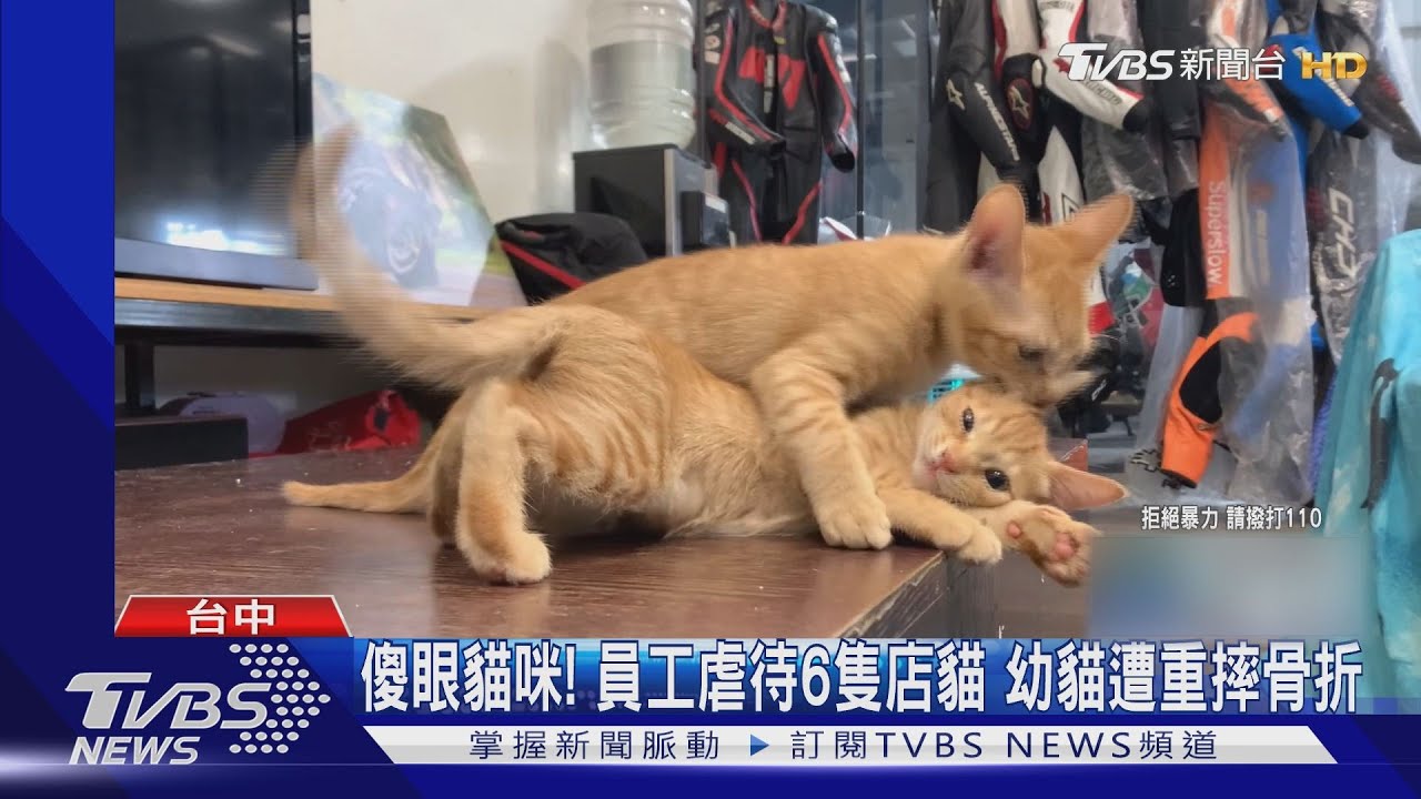 傻眼貓咪！員工虐待6隻店貓　幼貓遭重摔骨折