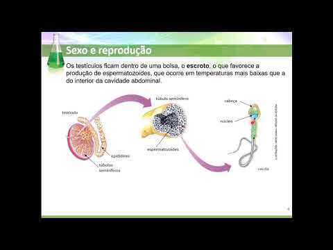 Aula de Ciências - Sexo e reprodução
