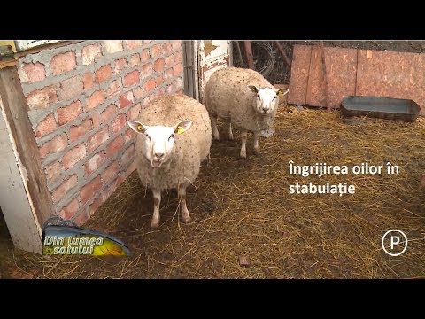 , title : 'Îngrijirea oilor în stabulație'