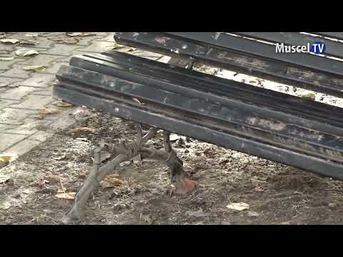 Jurnal MUSCEL TV 07.12.2022 Vandali prinși de Poliția Locală