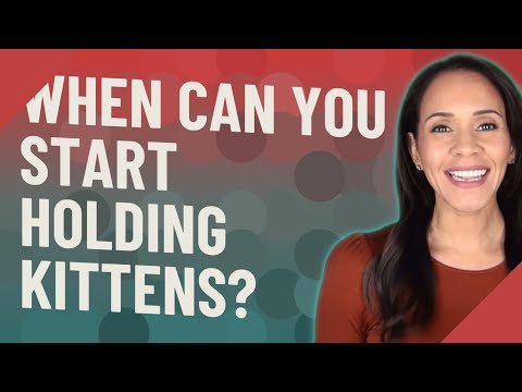 When can you start holding kittens?