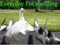 гусь голуби утки Everyday I'm shuffling.avi 