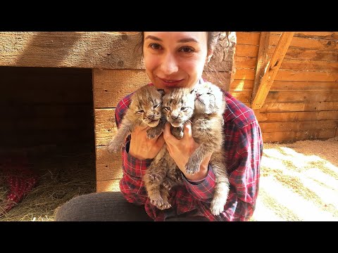 Weighing LYNX KITTENS / Preparing a room for kittens and walking with a kitten