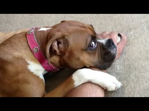 The Funniest Dog Videos Ever ???? Funniest Animals 2024