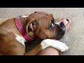The Funniest Dog Videos Ever 😂 Funniest Animals 2024