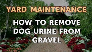 How to Remove Dog Urine From Gravel
