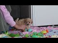 Havapoo dogs for sale: Sage - Video 1