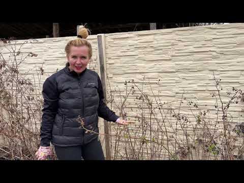 Jak stříhat maliny